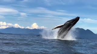 A Humpback Whale Breaches in Tofino BC and Performs a Full 360Degree Spin [upl. by Halford]