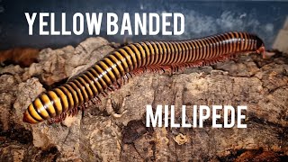 Yellow Banded Millipede [upl. by Oxford]