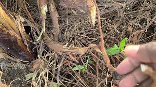 Cassava Growth Benefits Nutrition facts and risks health congratsmum001 iammarwa [upl. by Werda]