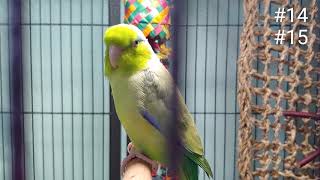 Amazing Talking Parrotlet Ditty 30 phrases amp sounds in 2 12 minutes [upl. by Ahker]