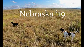 Nebraska Sharptail Grouse2019 [upl. by Accebar]