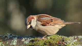 chants  cris du moineau domestique HD songs calls house sparrow [upl. by Refinnej423]