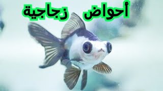 أسماك الزينة في الأحواض الزجاجية  Aquarium Fish in Glass Tanks [upl. by Nalyak]