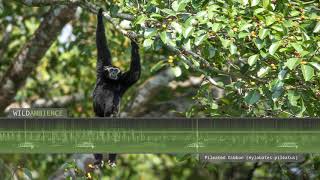 Pileated Gibbon singing  The sounds of gibbons calling in Khao Yai Thailand [upl. by Lewert]