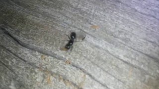 Camponotus laevissimus queen digging her founding nest in a log  Angelus Oaks CA 5122016 [upl. by Ailegna951]