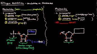 Nucleotides vs Nucleosides [upl. by Anyahs]