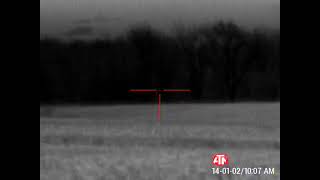 260 Yard Coyote Headshot ATN THOR 445x18 Thermal Scope [upl. by Lelah]