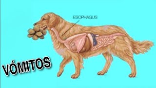 CAUSAS DE VOMITOS EN PERROS 🤮 [upl. by Brandt]