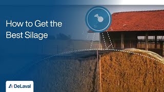 Good Practices for Silage Production  How to Get the Best Silage  DeLaval [upl. by Tindall69]