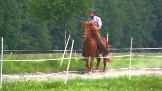 Reinar von Ellenbach Islandpferdehof Ickelsbach [upl. by Loria556]