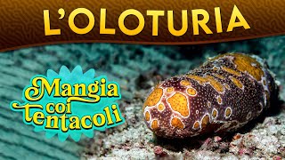 LOloturia mangia coi tentacoli ► Puntata 201 [upl. by Rot]