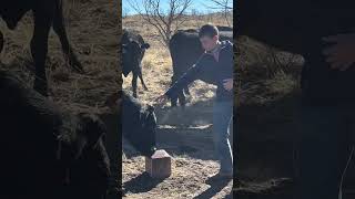 Cow petting hack Wait until the cow is distracted licking a redmondagriculture block ranchlife [upl. by Leong774]