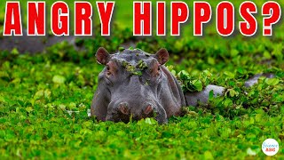 Why Are Hippos So Aggressive [upl. by Otrebogad]