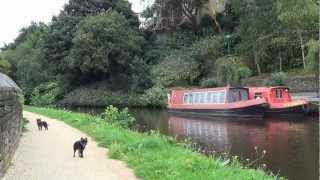 Todmorden to Hebden Bridge  A Canal Towpath Journey with Monkey Dogs [upl. by Enaujed829]