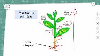 61  MORFOLOGIA DAS ANGIOSPERMAS  I  BIOLOGIA  2º ANO EM  AULA 612024 [upl. by Elfstan]