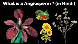 what is a angiosperm  flowering plants  in Hindi [upl. by Amarillas]