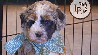 Meet Pips F1b Mini Sheepadoodle Puppies [upl. by Lopes295]