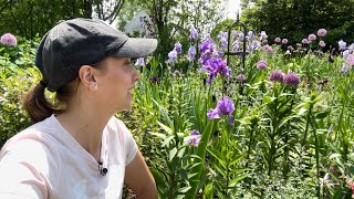 Interplanting Lilies Saponaria and Nigella  Bearded Iris Tour [upl. by Dahlstrom]