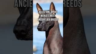 Xolos One of the Worlds Most Ancient Dog Breeds xoloitzcuintli AncientBreed doglovers [upl. by Haswell]