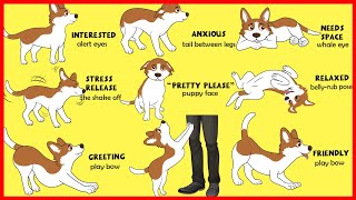 Dogs Body Language Explained [upl. by Fianna]