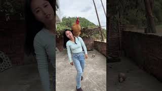 A big rooster that can understand human language a famous rooster on the Internet a fighter am [upl. by Sterling189]