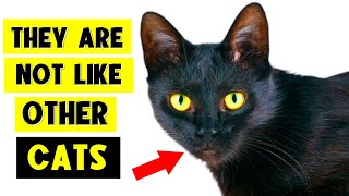 9 SURPRISING FACTS ABOUT BLACK CATS 🐈‍⬛🔥 I Bet You Don’t Know Them All [upl. by Nosemyaj858]