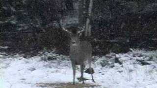 Grey Ghost Outfitters  Trophy Bucks [upl. by Kostival466]