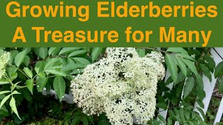 Growing Elderberries A Treasure for Many [upl. by Refinney]