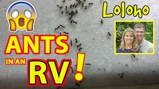 ANT INFESTATION IN THE RV [upl. by Ellan]