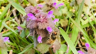 One of the MOST IMPORTANT flowers for bees— Henbit [upl. by Terhune]