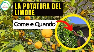 OTTOBRE  La Potatura Del LIMONE DI MANTENIMENTO [upl. by Tatiania]