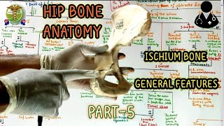 Hip bone ISCHIUM l General features of Ischium l PART56 l Anatomy of hip bone [upl. by Kutzenco]