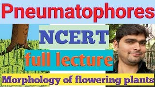 PneumatophoresPneumatophores TRICK NCERTmorphology of flowering plantsNEET biologyTGTPGTSEO [upl. by Dehsar369]