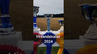 Vitsandstravet 2024 piteå swedishevents shorts horses [upl. by Car]