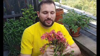 Propagating and Pruning my Lewisia Cotyledon [upl. by Sufur]