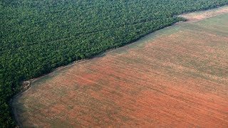 La déforestation en Amazonie ralentit [upl. by Edurtreg]