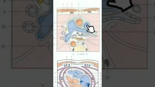 Coupe axiale du thorax T5 anatomy medecine science anatomie medicalstudent [upl. by Phares]