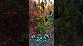 Chamaecyparis obtusa “Chirimen” and Cedrus atlantica “Glauca pendula” aka Weeping Blue Atlas Cedar [upl. by Tterrej]