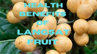 How to make Langsat Fruit Juice Health Benefits of Langsat Lanzones bovkatvlog [upl. by Elyak]