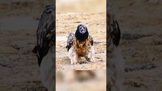 Peregrine Falcon Attack 🤯 By info fact News [upl. by Whitman]