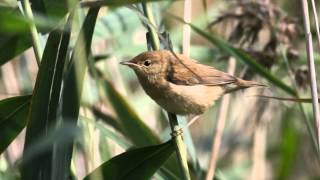 Reed Warbler Bird Call Bird Song [upl. by Hurlbut]