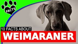 10 Fun Facts About Weimaraner Dogs You Should Know  Dogs 101 [upl. by Brosy259]