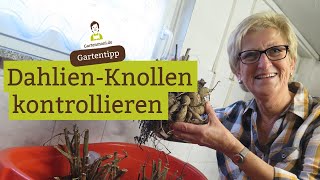 Dahlien überwintern Knollen im Winterlager kontrollieren [upl. by Tito]