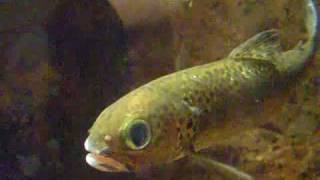 Salmon streaming fish tank  Lachsbecken  Aquazoo 2448 [upl. by Juetta]