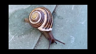 ⭐️Comment fabriquer une escargotière escargot [upl. by Cavil59]