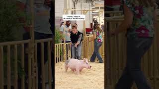 Explaining hog showmanship amp market amp the differences between them showpigs pigs livestockshow [upl. by Yeltneb393]