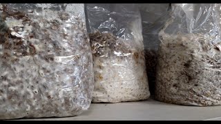 Cest quoi les graines de semence de champignons   What is mushroom grain spawn [upl. by Amisoc]