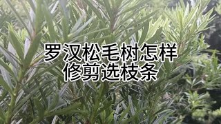 罗汉松毛树怎样修剪选枝条How to prune and select branches of bristle trees of Podocarpus arvensis [upl. by Llezom616]