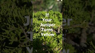 Yellowing of Bonsai juniper foliage [upl. by Godwin]