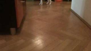 my cornish rex acts like a dog [upl. by Ttenneb454]